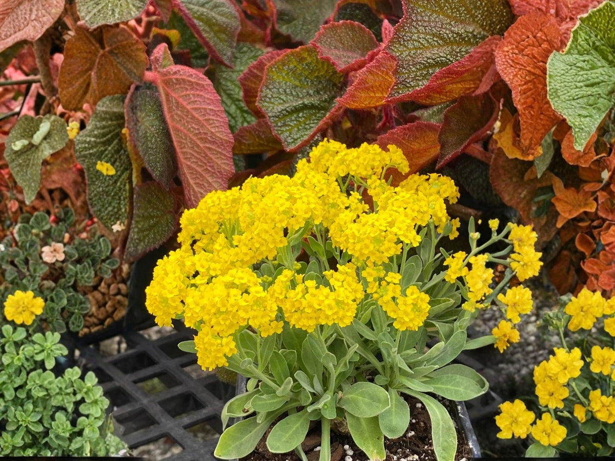 Heirloom Basket of Gold Seeds for Rock Gardens, Alyssum saxatile, Pollinator-Friendly, Bright Yellow Flowers, Non-GMO, Open-Pollinated