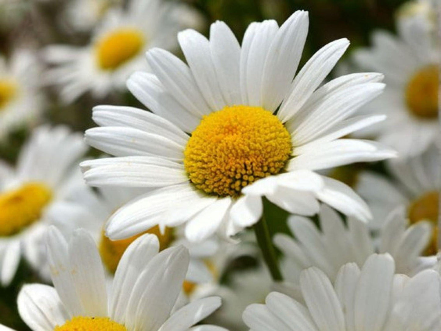 Creeping Daisy Seeds, Heirloom, Non-GMO, White Flowers, Ground Cover, Pollinator-Friendly, Chrysanthemum paludosum