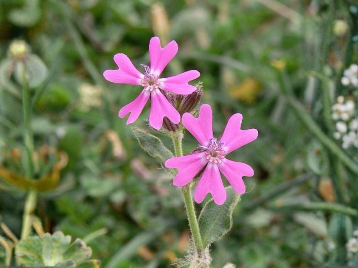 Nodding Catchfly Seeds, Pink Heirloom Flower for Gardens, Hanging Baskets, Ground Cover, Silene pendula