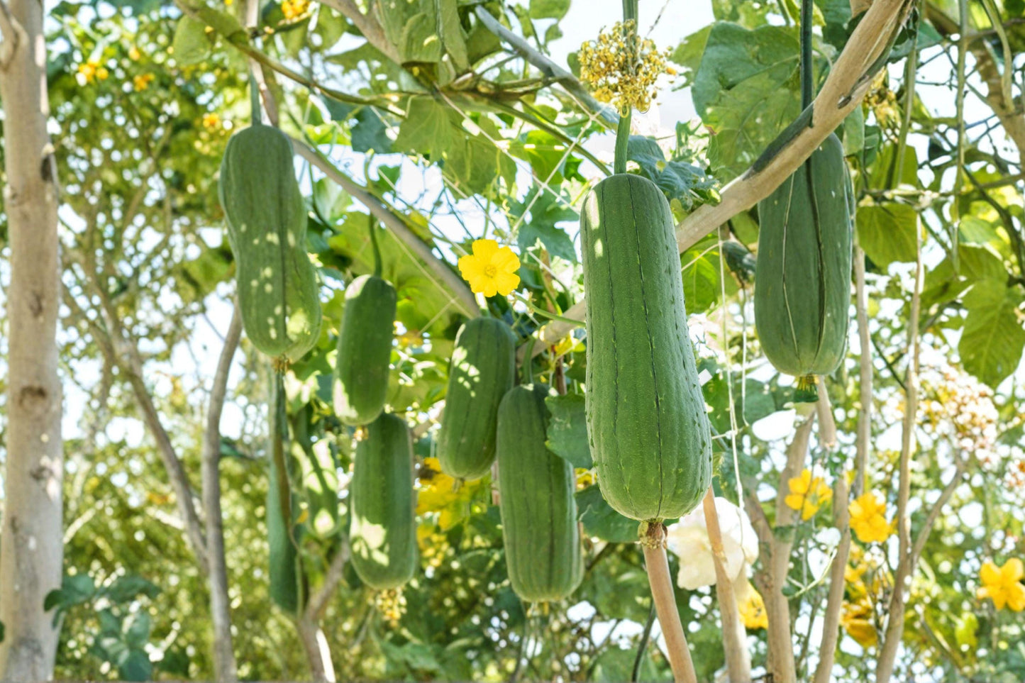 Luffa Gourd Seeds, Heirloom Climbing Vine for Natural Sponges, Dishcloths, Eco-Friendly Garden Plant (12 Seeds)