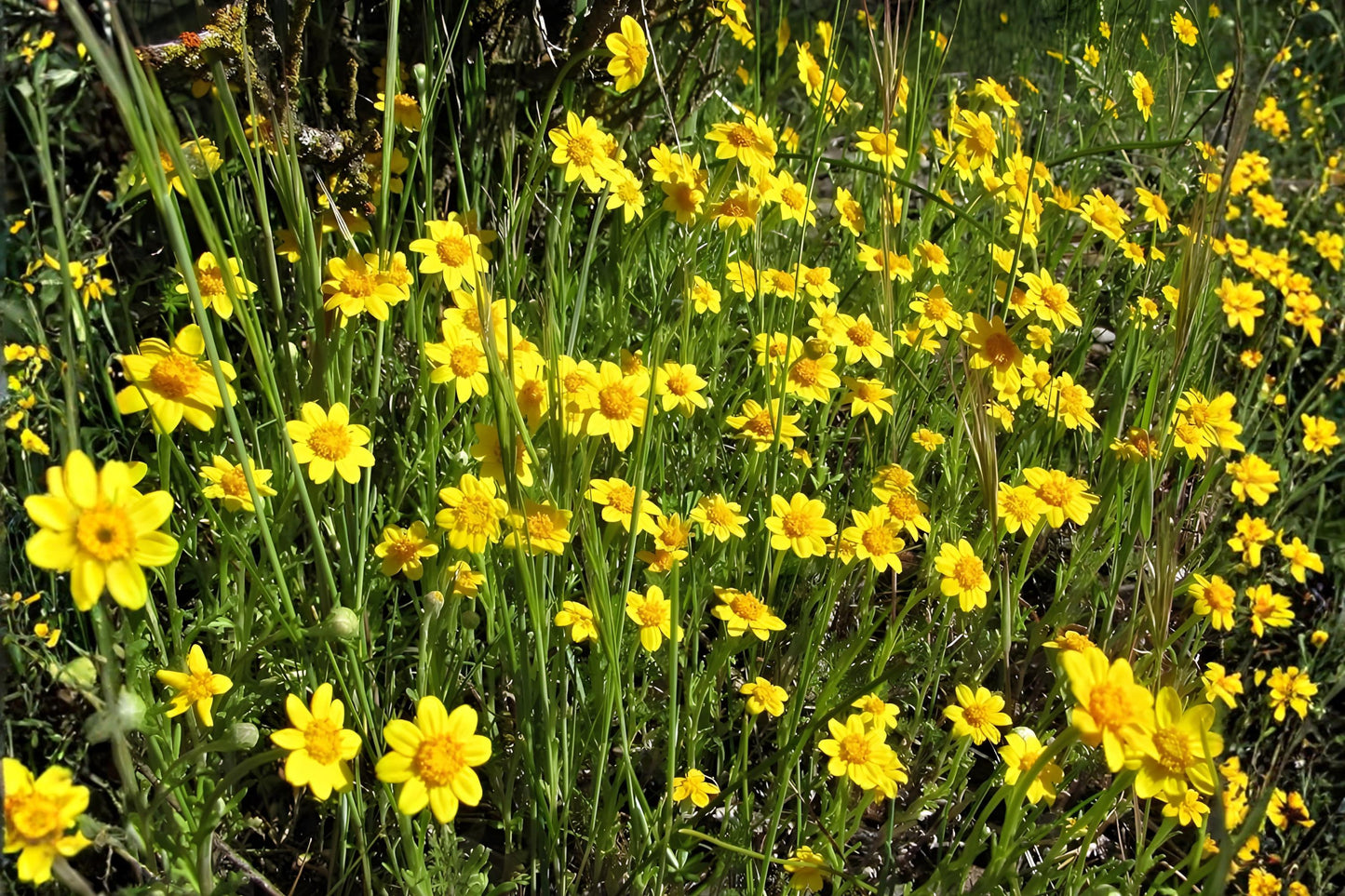 Goldfields Wildflower Seeds - Yellowray (Lasthenia glabrata) - Bright Daisy-Like Blooms for Pollinator Gardens and Wildflower Meadows