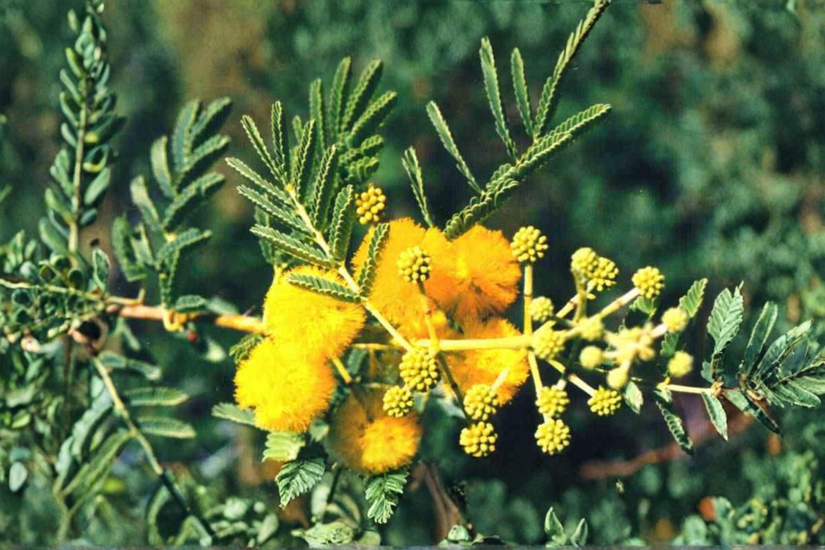 Babul Tree Seeds Vachellia nilotica Drought Tolerant Thorny Tree with Yellow Flowers for Arid Landscapes