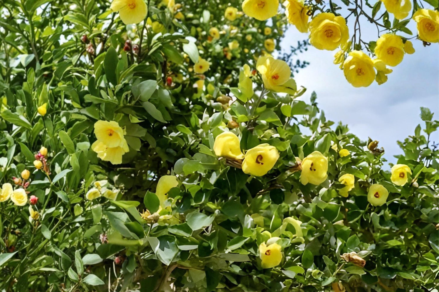 Yellow Rose of Sharon Seeds, Hibiscus hamabo, Ornamental Shrub, Soft Yellow Blooms, Hardy Hibiscus, Garden Hedge Plant, Tropical Look