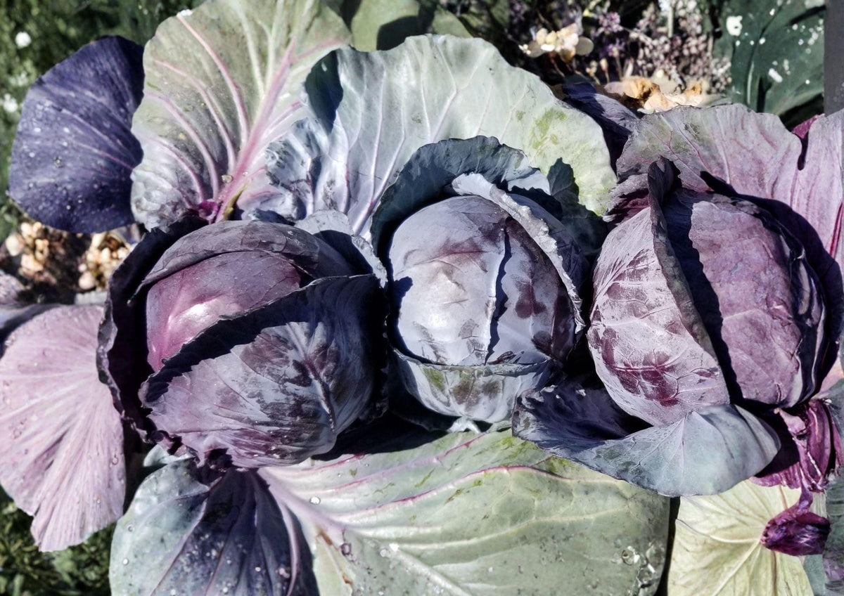 Red Acre Cabbage Seeds, Heirloom Non-GMO Brassica oleracea, Compact Purple Heads, Early Maturity, Vegetable Garden Seeds