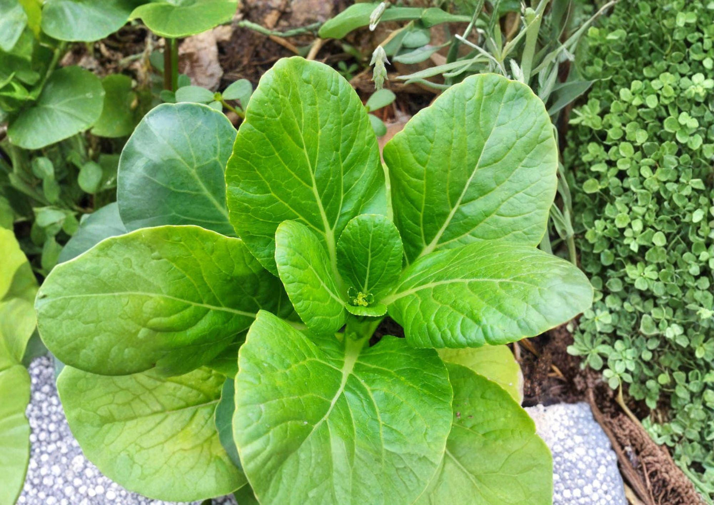 Pak Choi Seeds Dwarf White Stem Brassica Rapa Heirloom Non-GMO Asian Cabbage for Organic Gardening