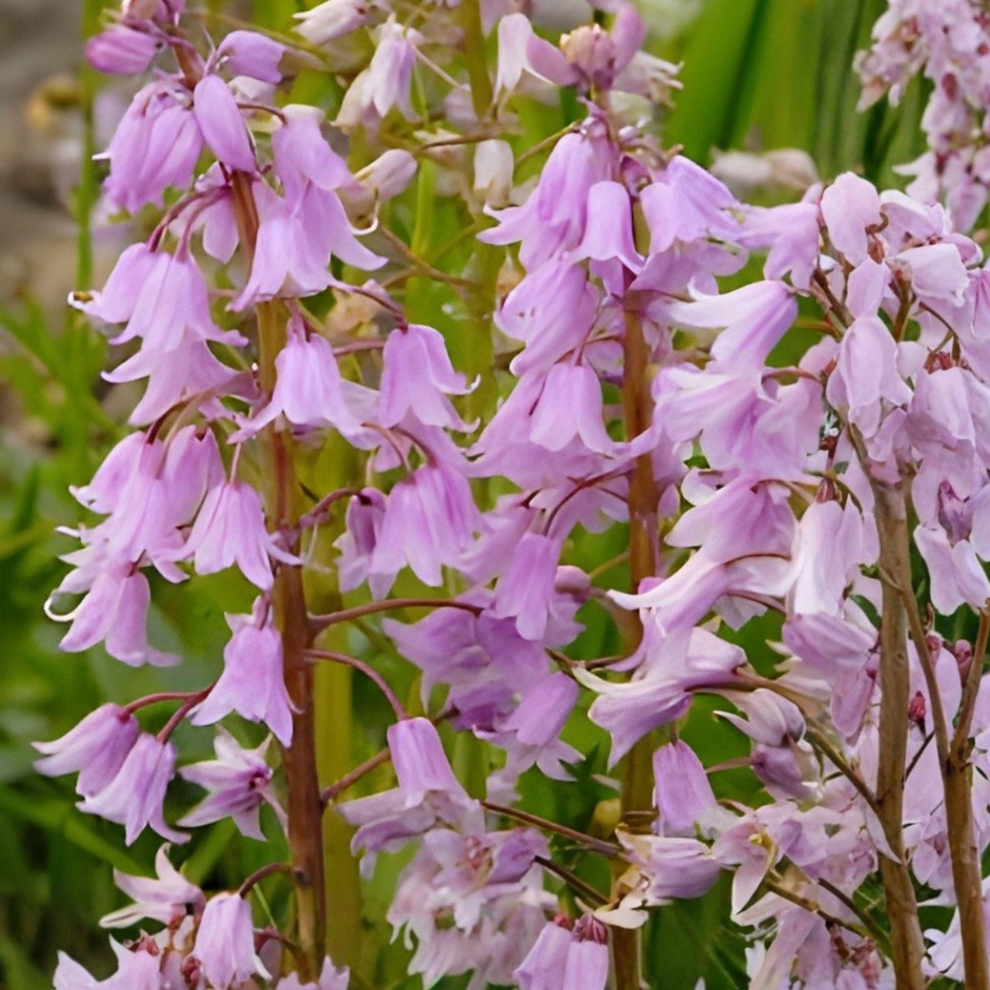 Spanish Bluebell Bulbs – 10 Pink Bell Flowers, Hardy Perennial Garden Blooms, Spring-Flowering, Woodland Garden, Naturalized Planting