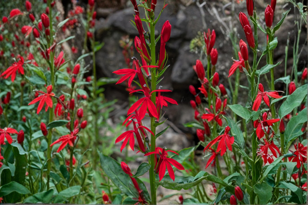 Cardinal Wildflower Seeds – Lobelia cardinalis – Bright Red Tubular Flowers for Pollinator Gardens, Wetlands & Shade Borders