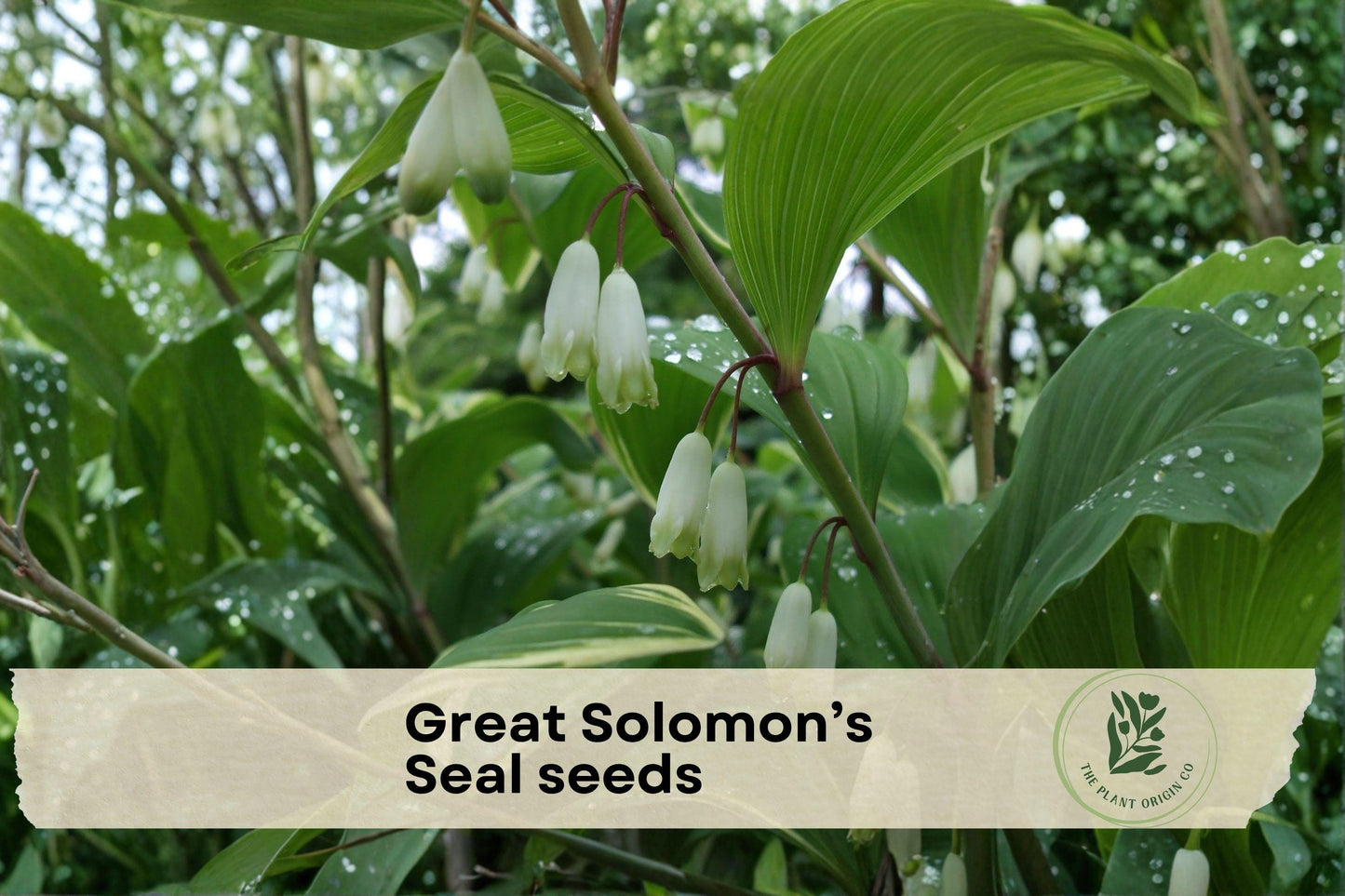 Solomon’s Seal Seeds - Polygonatum biflorum Perennial Shade Plant for Woodland Gardens, Cream Flowers, Arching Stems, 20 Seeds