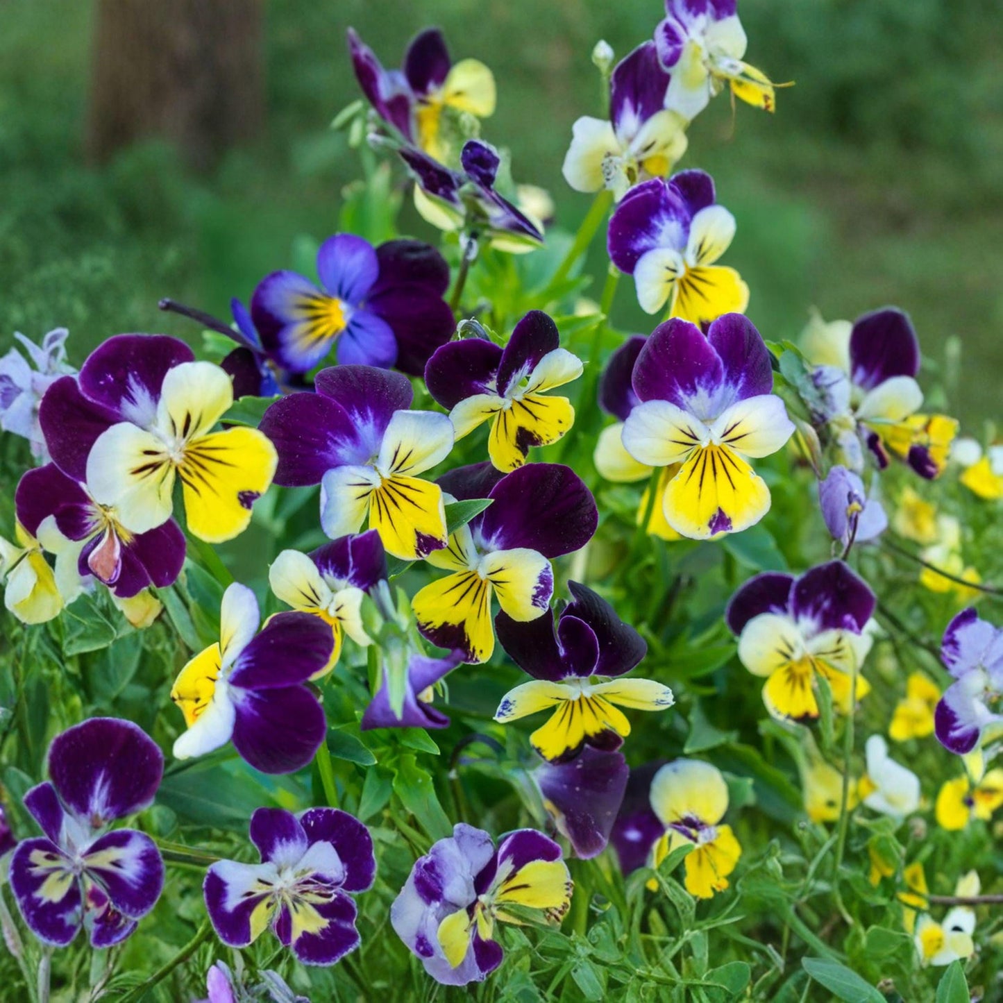 Johnny Jump Up Viola Tricolor Seeds – Edible Flower Plant, 100 Seeds, Tricolor Blooms, Viola tricolor, Annual to Perennial
