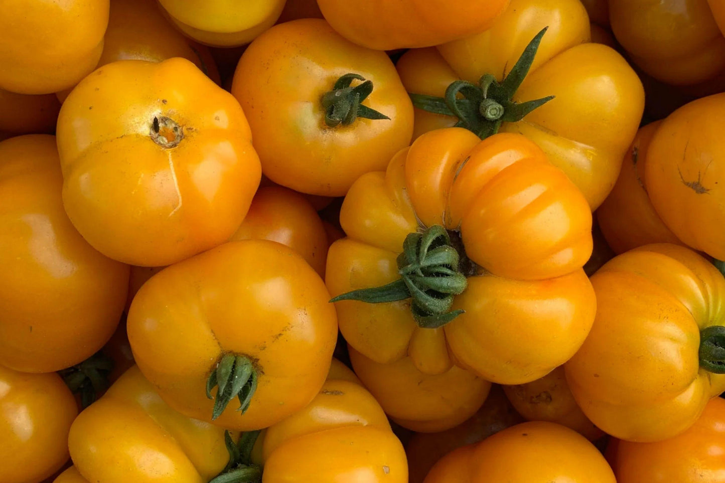 Chef’s Choice Red Tomato Seeds – 30+ Non-GMO Large Slicing Tomato Seeds, 2018 AAS Winner, Indeterminate, Rich Flavor