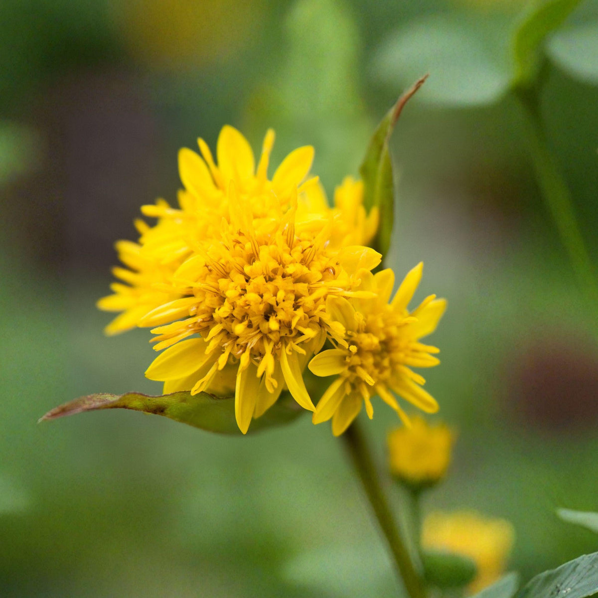 Old Field Goldenrod Seeds 100 Pack | Native Perennial Wildflower for Pollinator Gardens | Solidago nemoralis