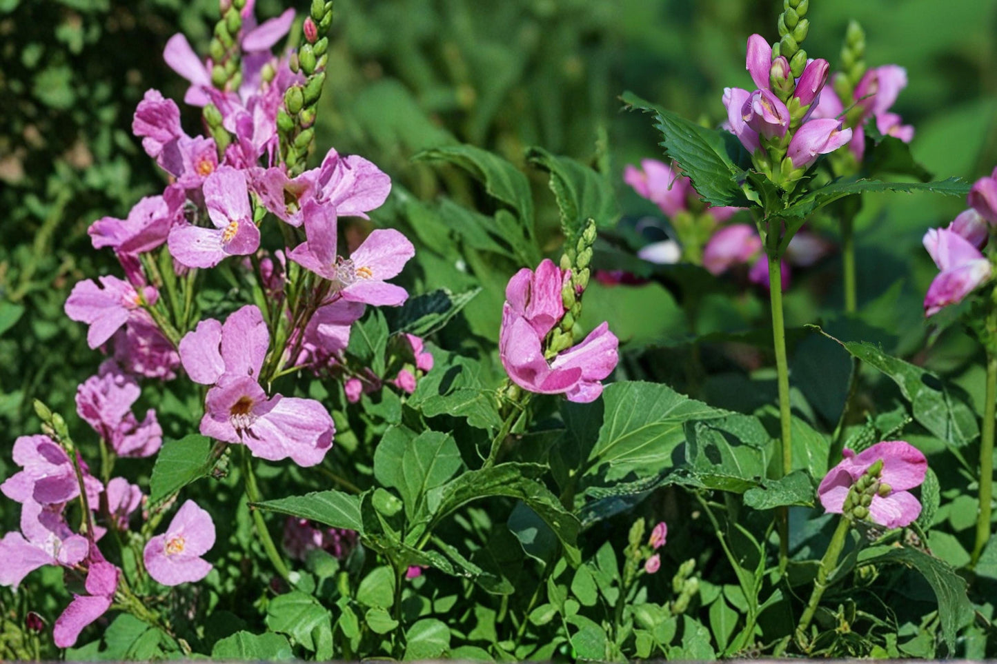 Pink Turtlehead Seeds – Chelone obliqua Herbaceous Perennial with Rose Pink Tubular Flowers, Wetland and Moist Soil Plant