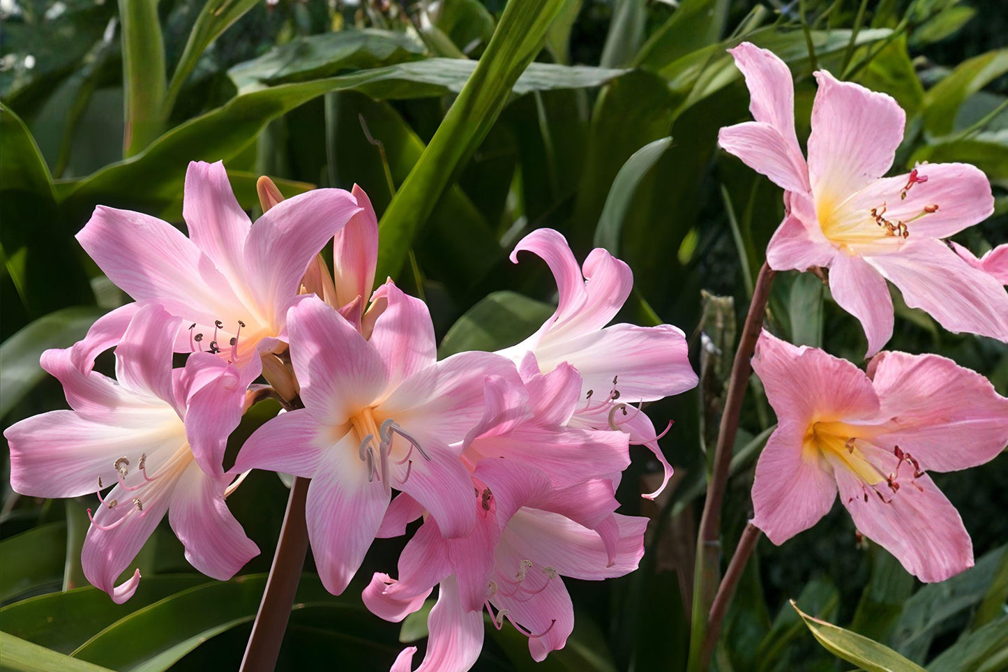 Pink Naked Lady Bulbs – Amaryllis belladonna, Fragrant Late Summer Bloom, 2 Live Bulbs, Drought-Tolerant Perennial Flowering Bulbs