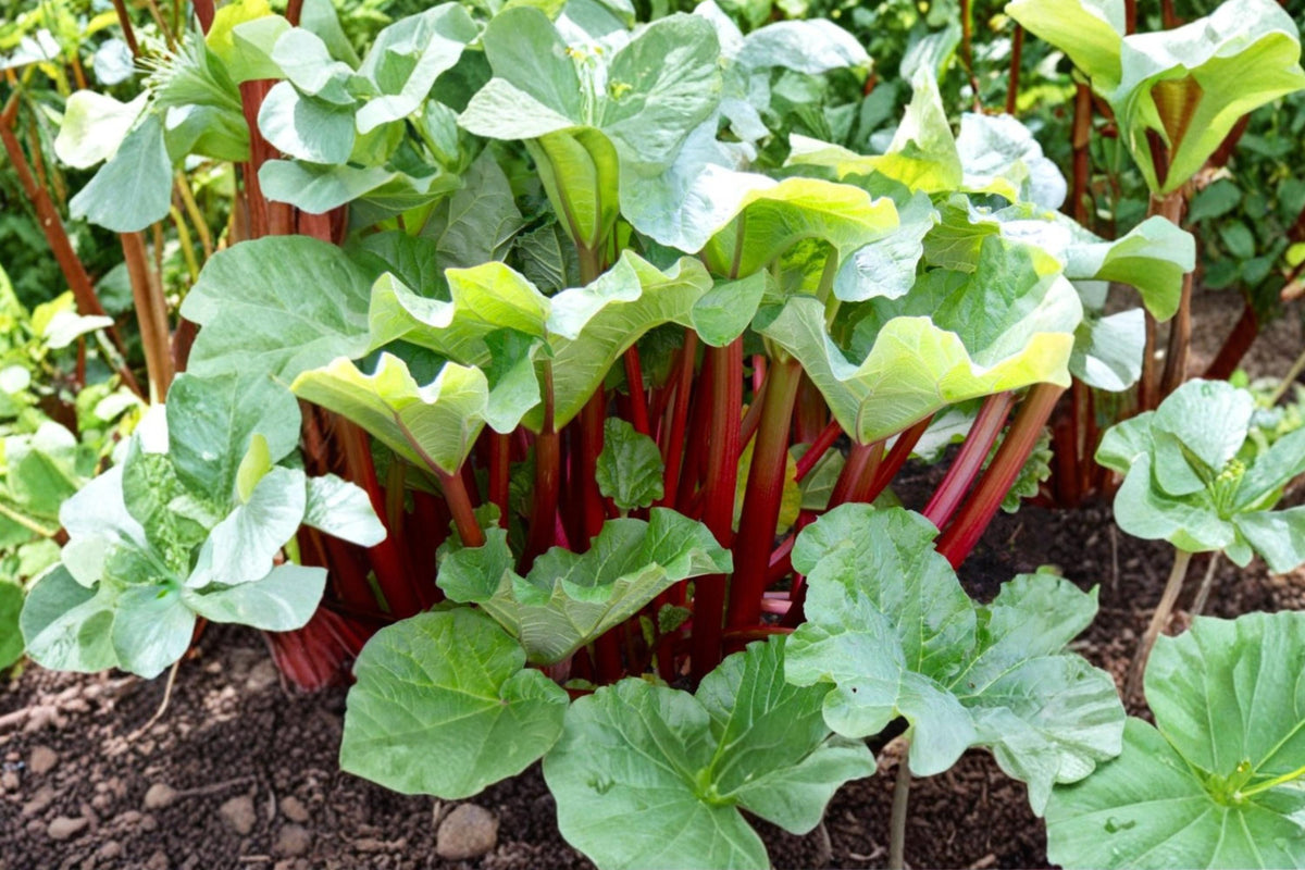 Rhubarb Seeds – Victoria Heirloom Variety for Cooking & Perennial Garden – Rheum rhabarbarum