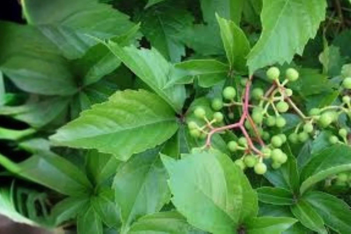 Virginia Creeper Seeds, Climbing Vine, Parthenocissus quinquefolia, Native, Fast-Growing, Foliage, Fall Color, Wildlife-Friendly