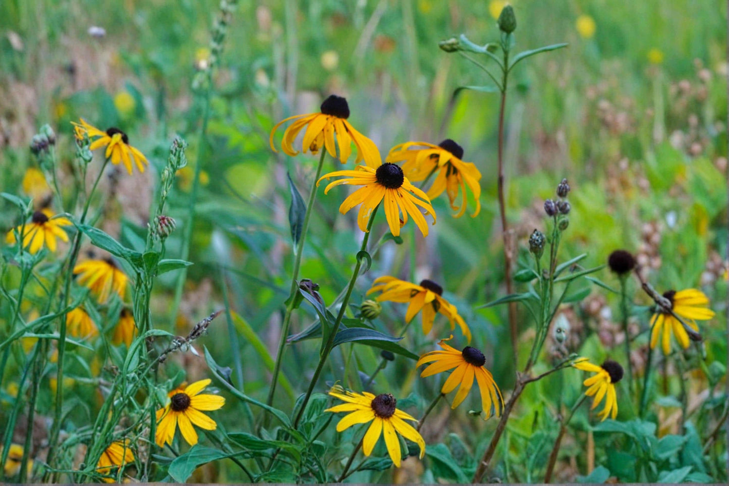 Black-Eyed Susan Seeds, Wildflower, Rudbeckia hirta, Bright Yellow Daisy-Like Blooms, Pollinator Support, Garden & Meadow Plant