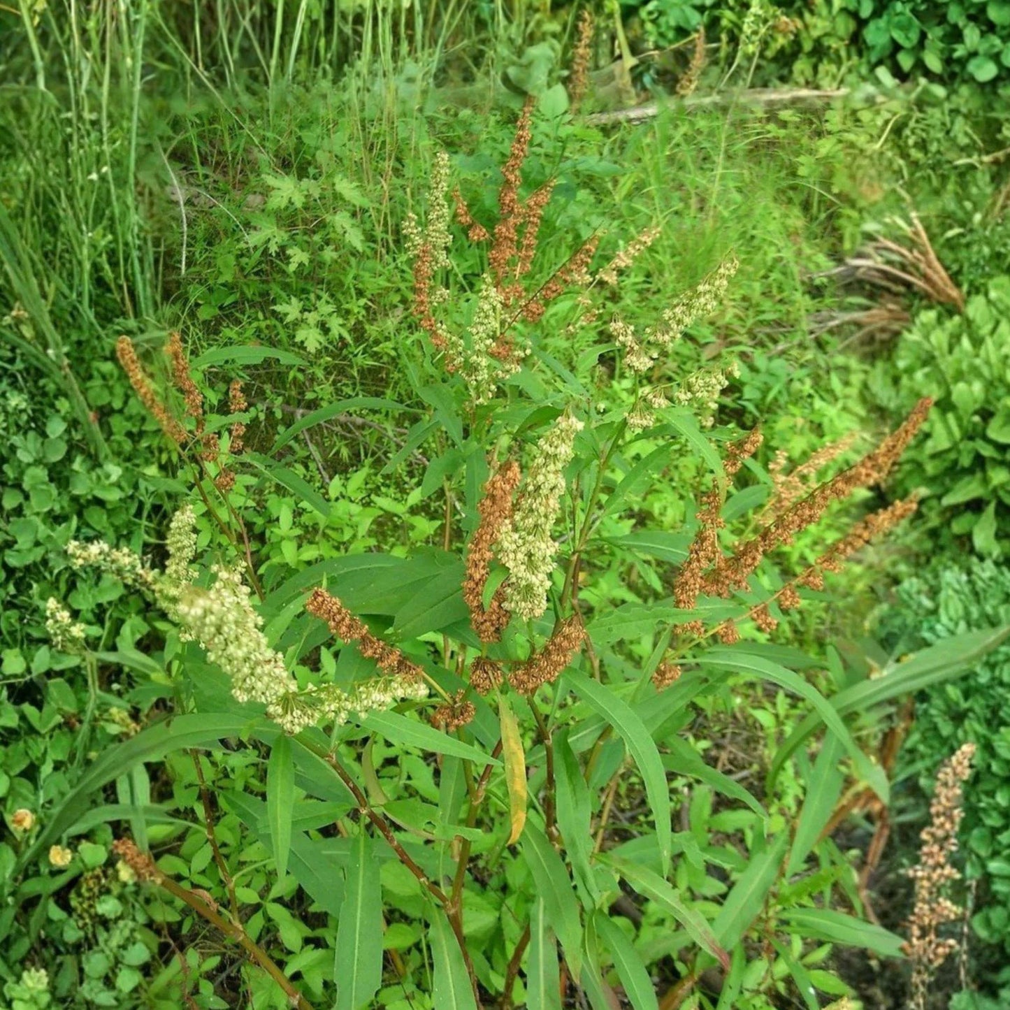 Pale Dock Seeds Rumex altissimus Native Perennial Wildflower 100 Seeds for Meadow & Native Gardens