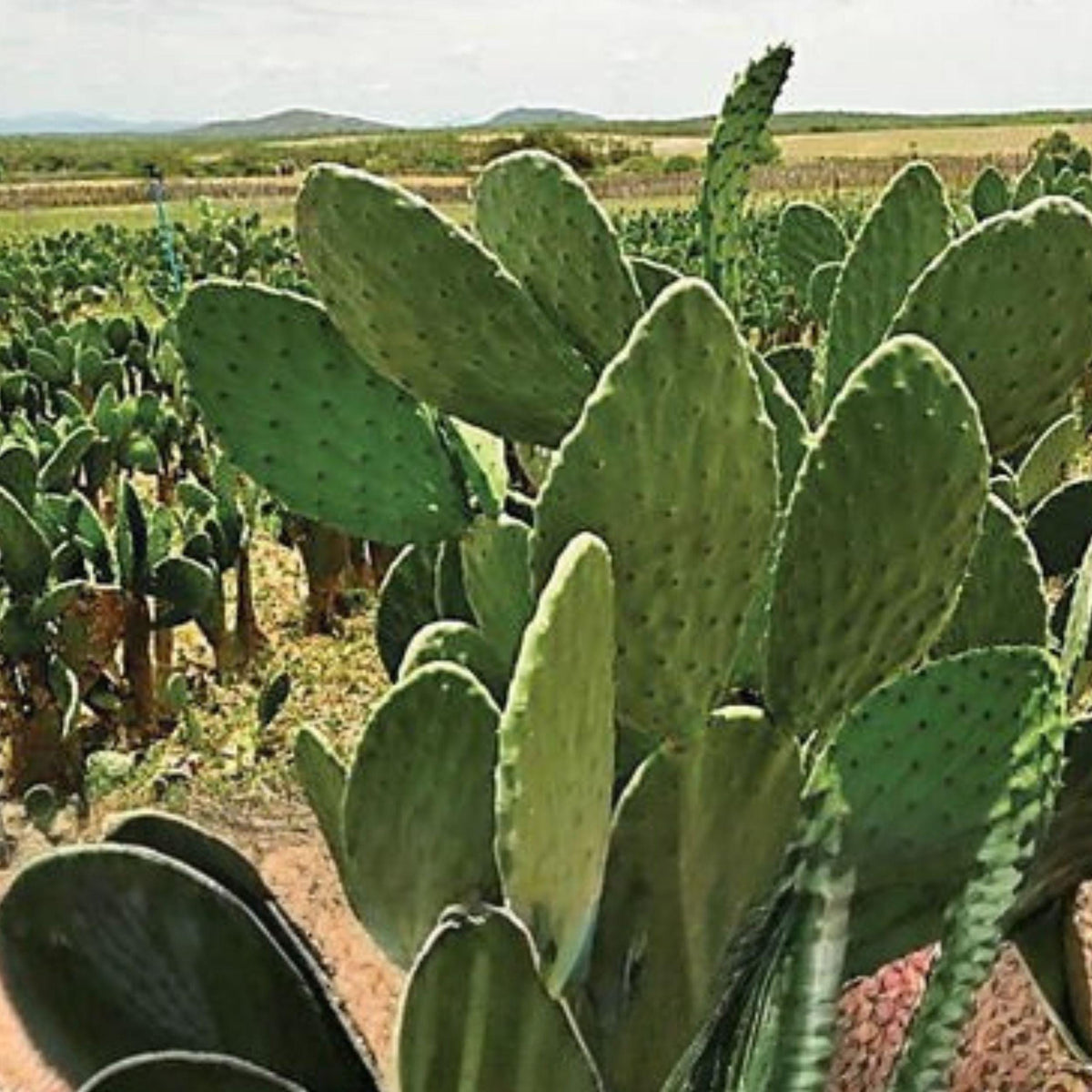 Brasiliopuntia brasiliensis Brazilian Prickly Pear Cactus Rooted Plant 15-20 cm Succulent for Xeriscape, Indoor & Outdoor Gardens
