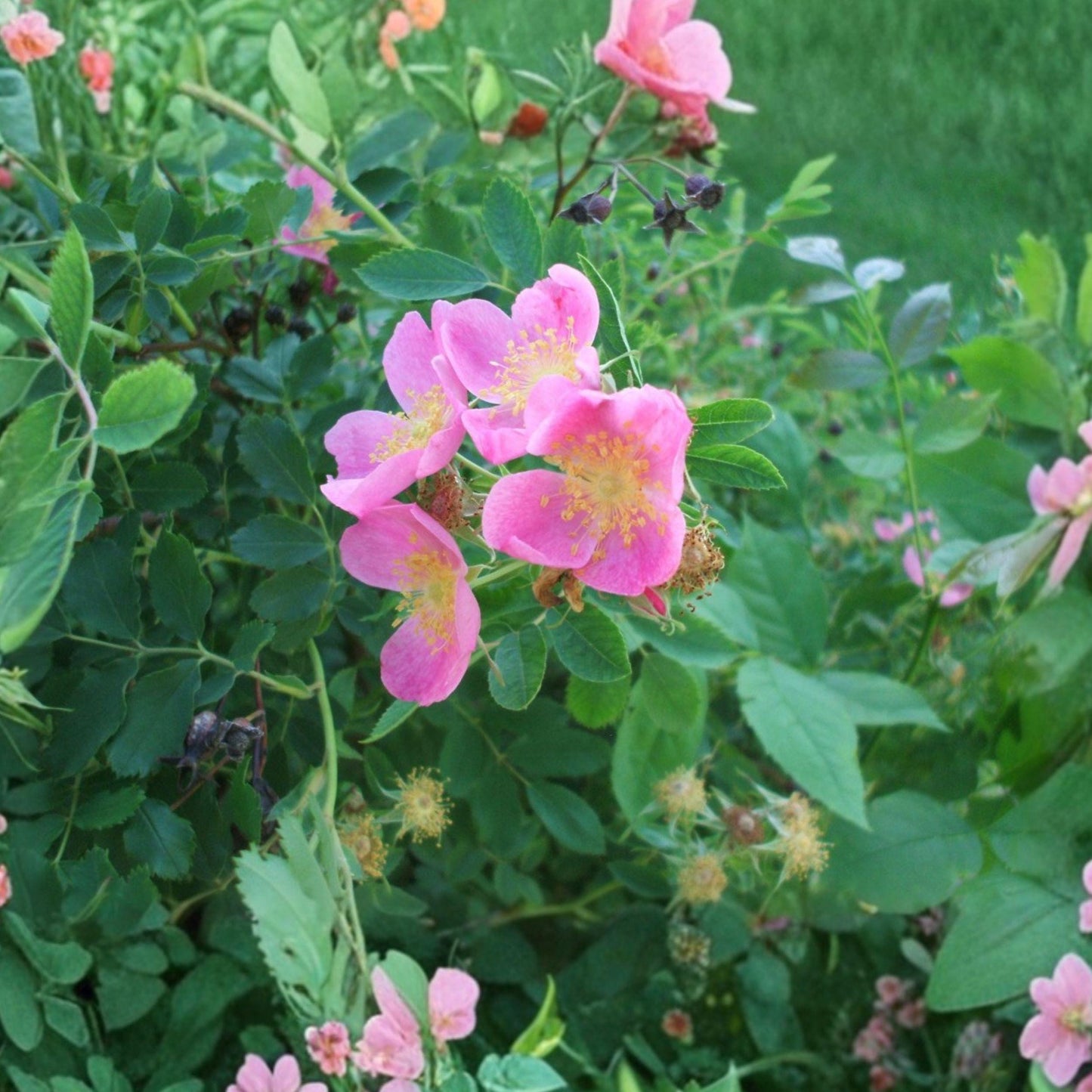 Prairie Wild Rose Seeds Rosa arkansana Native Perennial Shrub Pink Flowers 10 Seeds for Native Gardens & Prairie Landscaping