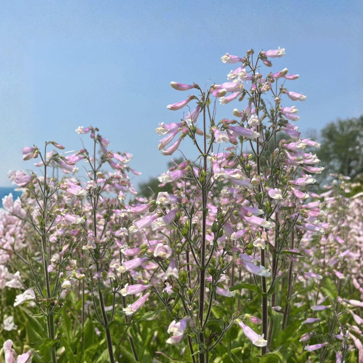 Slender Beardtongue Seeds Penstemon gracilis Native Wildflower Pollinator Garden Plant 100 Seeds