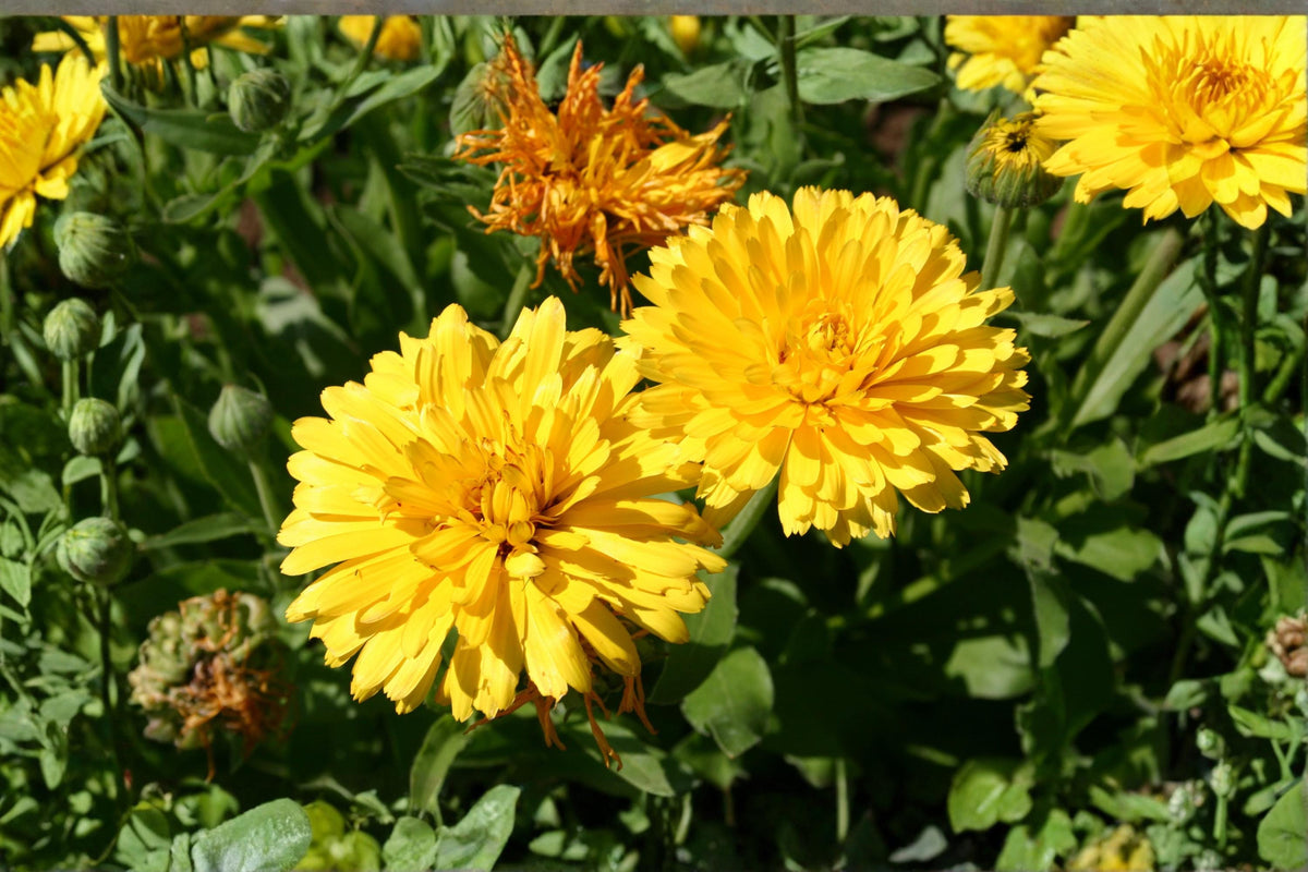 Pacific Beauty Yellow Calendula Seeds – Annual Flower, Deep Yellow Blooms, Calendula officinalis, Garden Border, Easy Grow