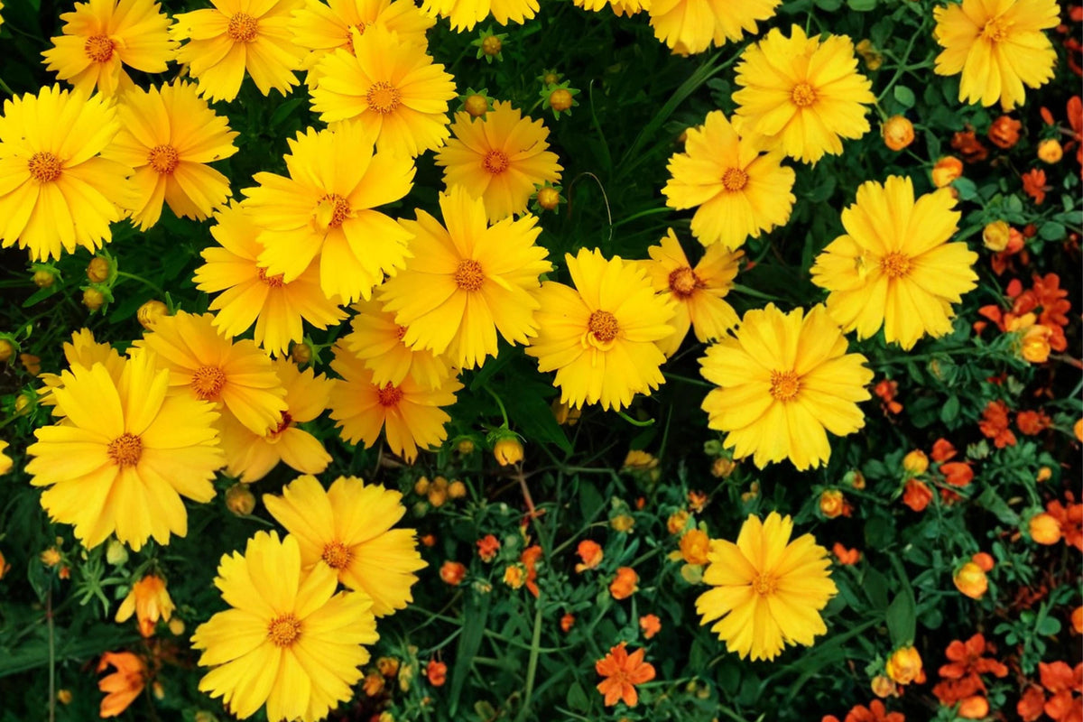Lanceleaf Coreopsis Seeds – Perennial Wildflower with Bright Yellow Daisy-Like Blooms – Coreopsis lanceolata