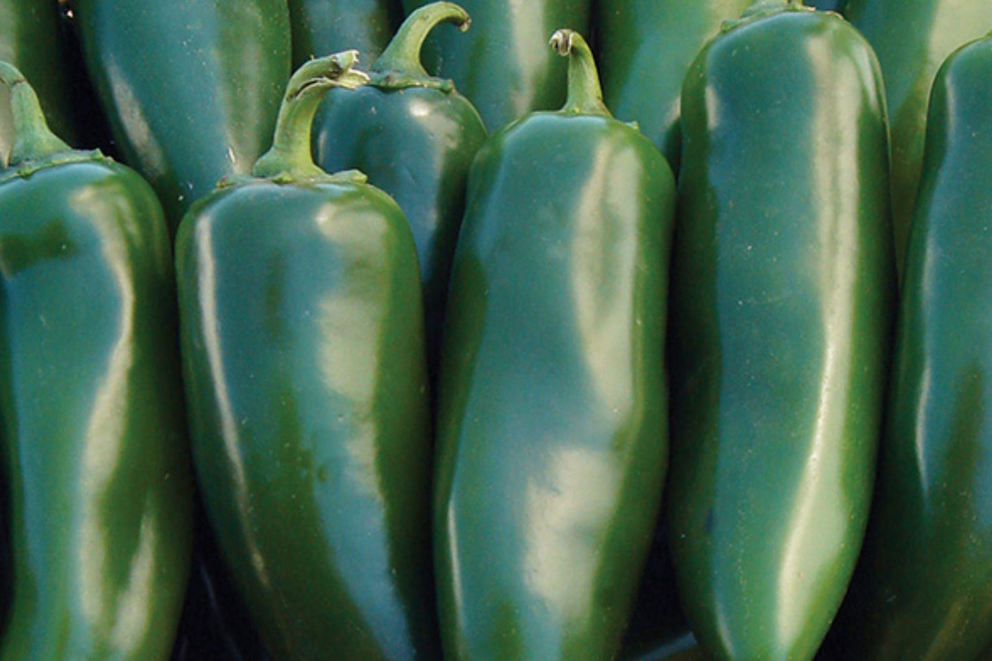 Mammoth Jalapeno Pepper Seeds – Heirloom Non-GMO High Yield Thick-Walled Green to Red Hot Peppers