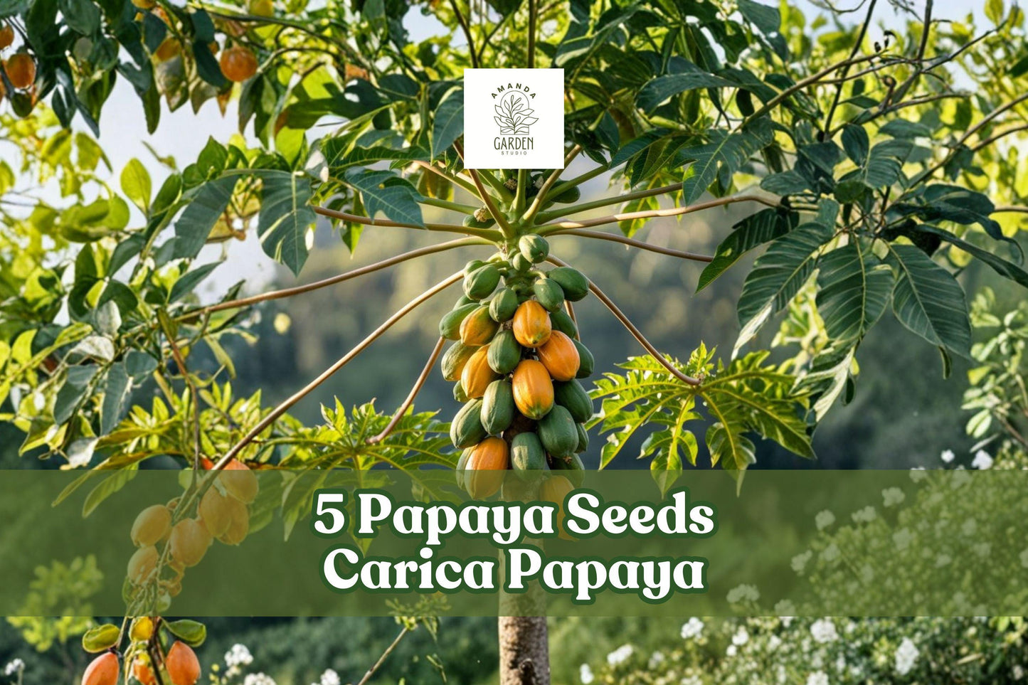 5 Papaya Seeds Carica papaya Honeydew Tropical Fruit Tree for Planting, Fast-Growing, Ornamental & Edible