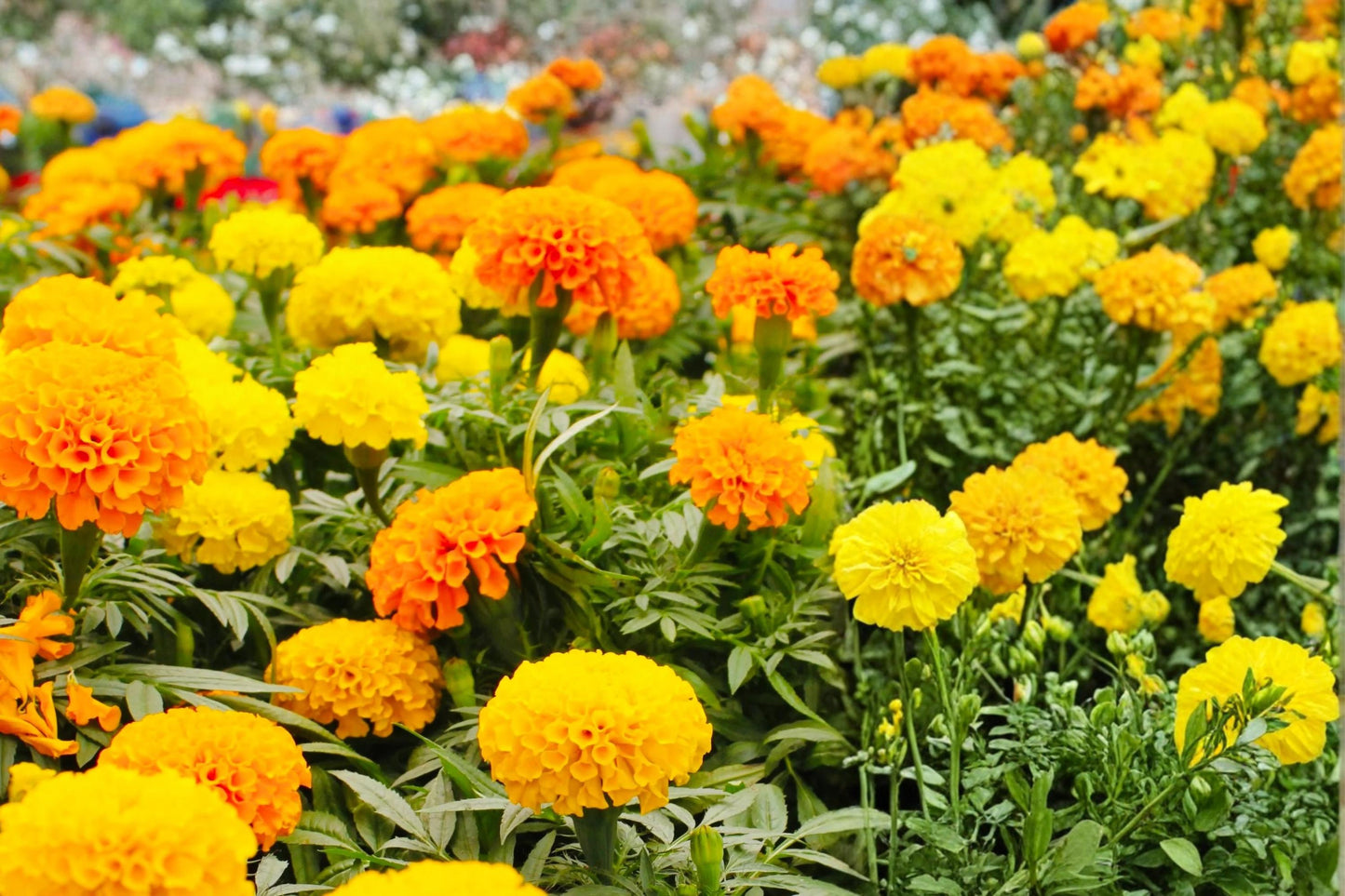 Crackerjack Marigold Seeds, Tagetes erecta, Large Double Yellow & Orange Blooms, Annual Flower, Garden Border Plant, Bright Summer Bloom