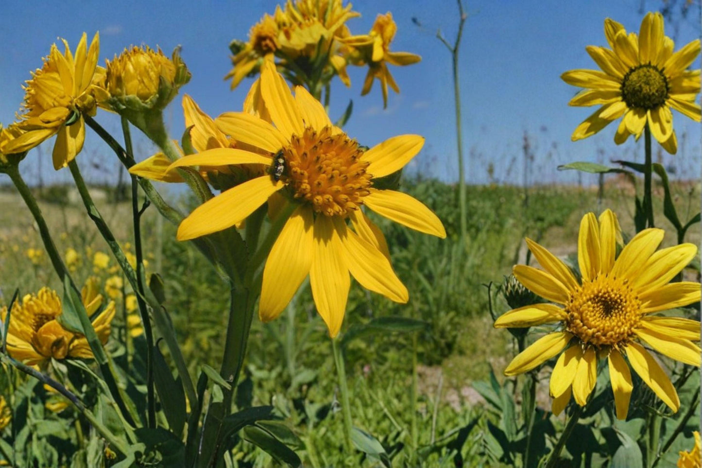Yellow Crownbeard Seeds – Verbesina helianthoides Perennial Wildflower with Bright Yellow Daisy-Like Blooms