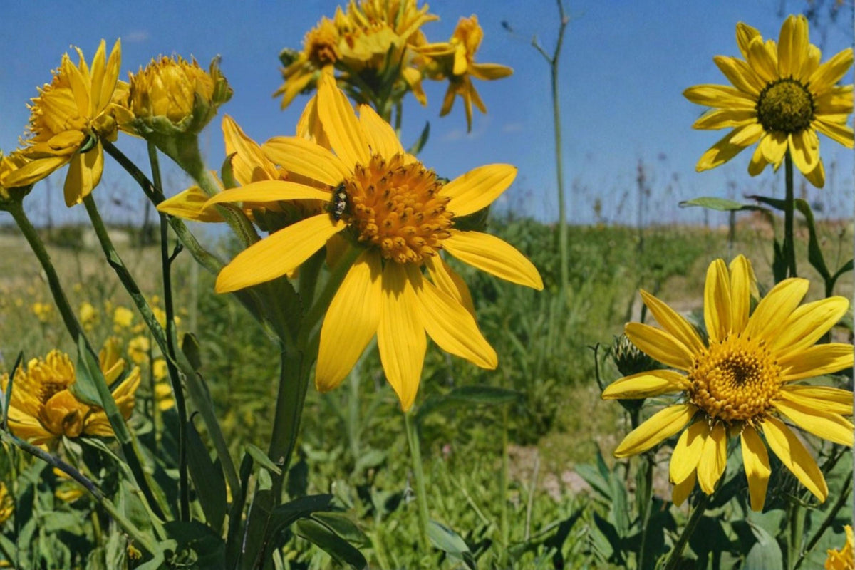 Yellow Crownbeard Seeds – Perennial Wildflower Verbesina helianthoides with Bright Yellow Daisy-Like Blooms