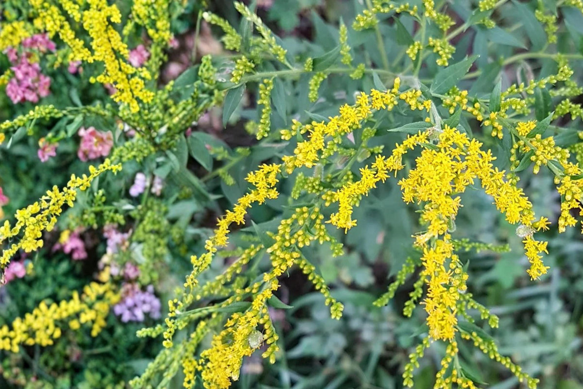 Elmleaf Goldenrod Seeds – Perennial Wildflower with Yellow Clusters – Solidago ulmifolia for Pollinator Gardens & Natural Landscapes