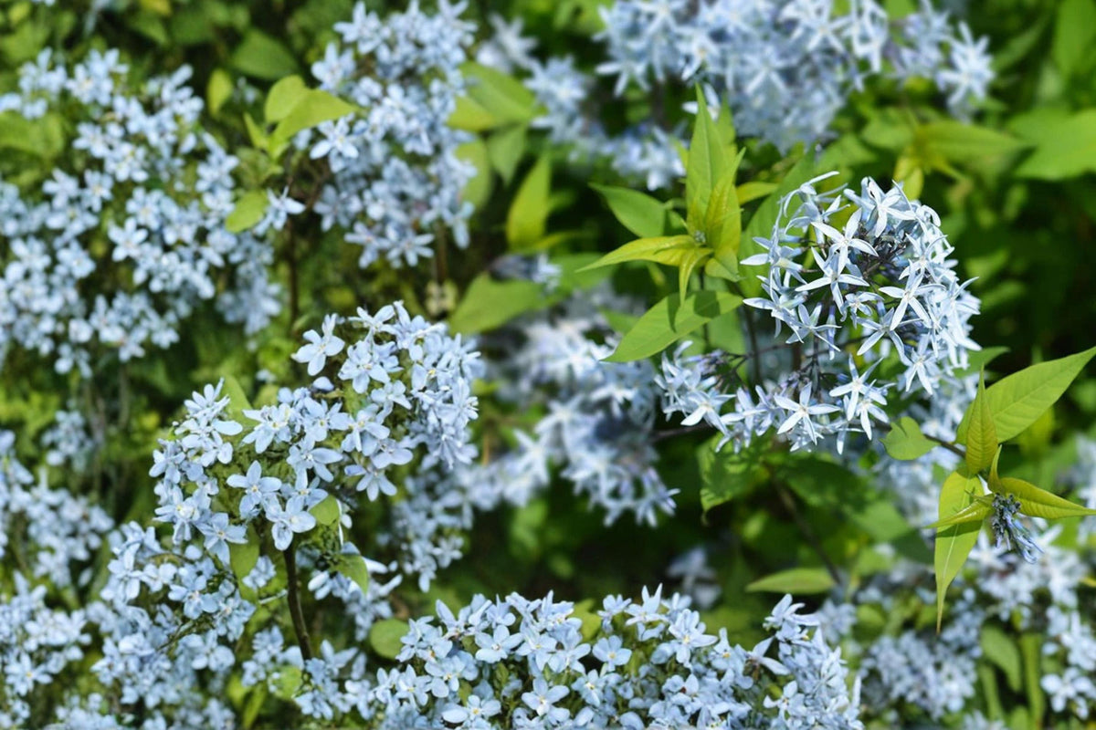 Eastern Bluestar Seeds – Amsonia tabernaemontana – Perennial with Pale Blue Star-Shaped Flowers, Native Garden Plant