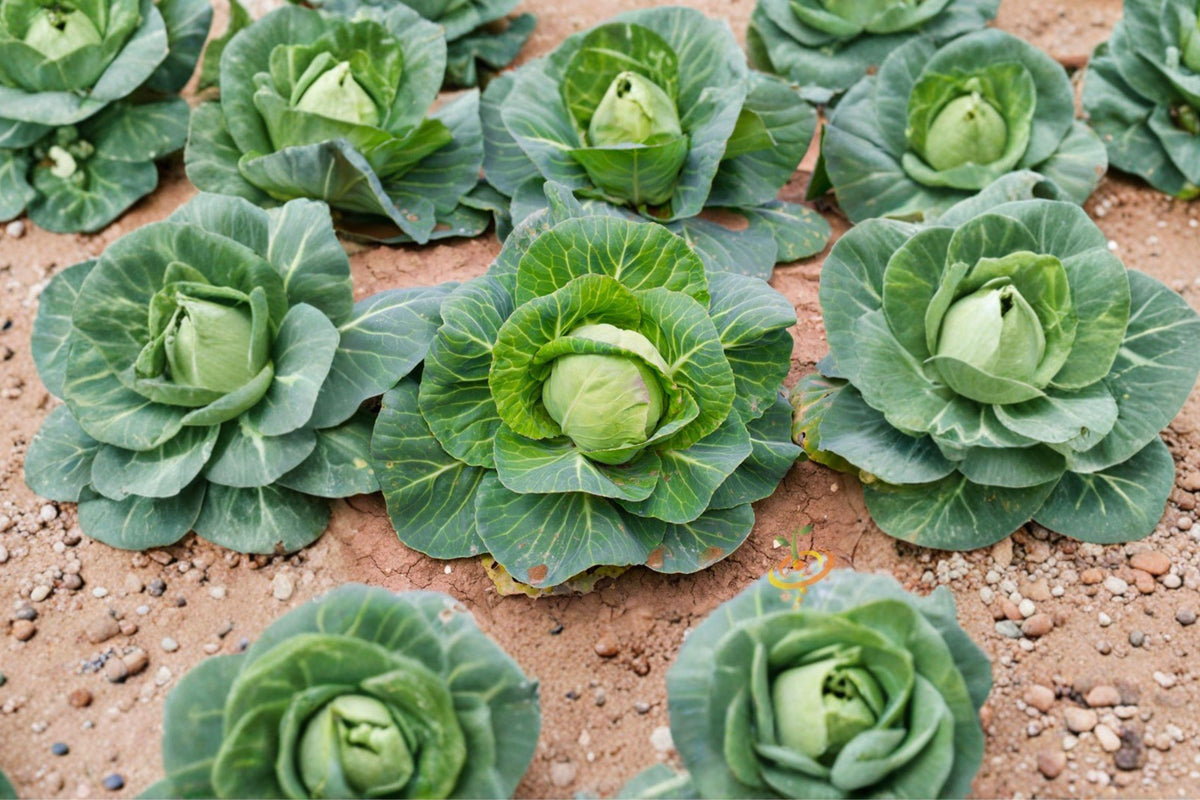 Danish Ballhead Heirloom Cabbage Seeds – Non-GMO, Large Round Heads, Cold Hardy, Storage Variety, 500+ Seeds