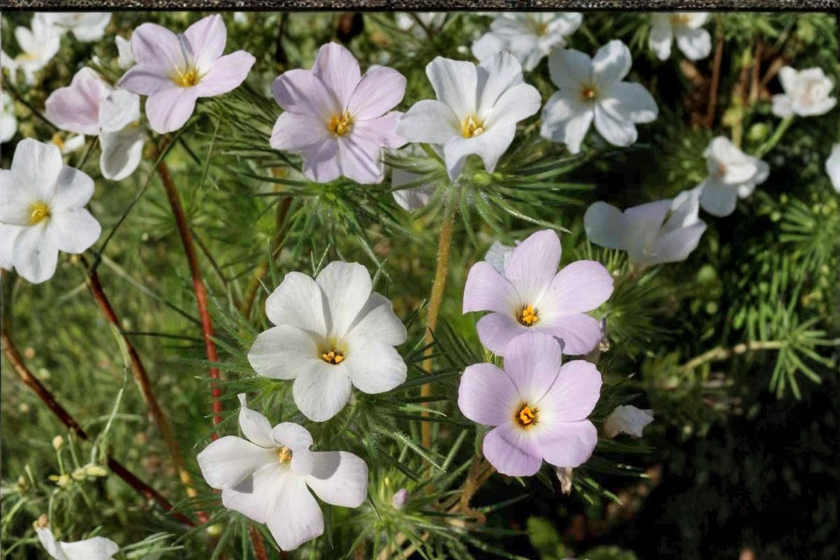 Mountain Phlox Seeds – Linanthus grandiflorus – Pastel Pink, Lavender & White Annual Flower for Borders & Wildflower Gardens