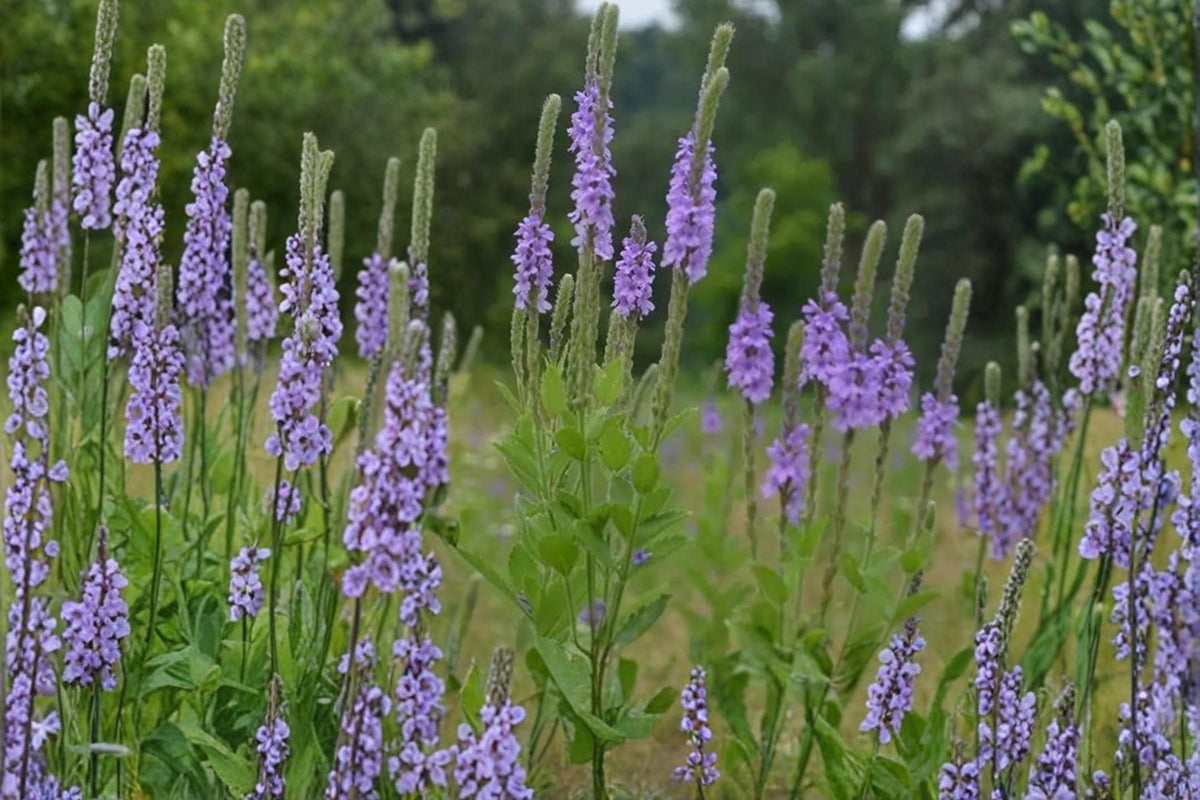 Hoary Vervain Seeds – Verbena stricta Perennial Wildflower with Purple Lavender Flower Spikes for Prairie and Meadow Gardens