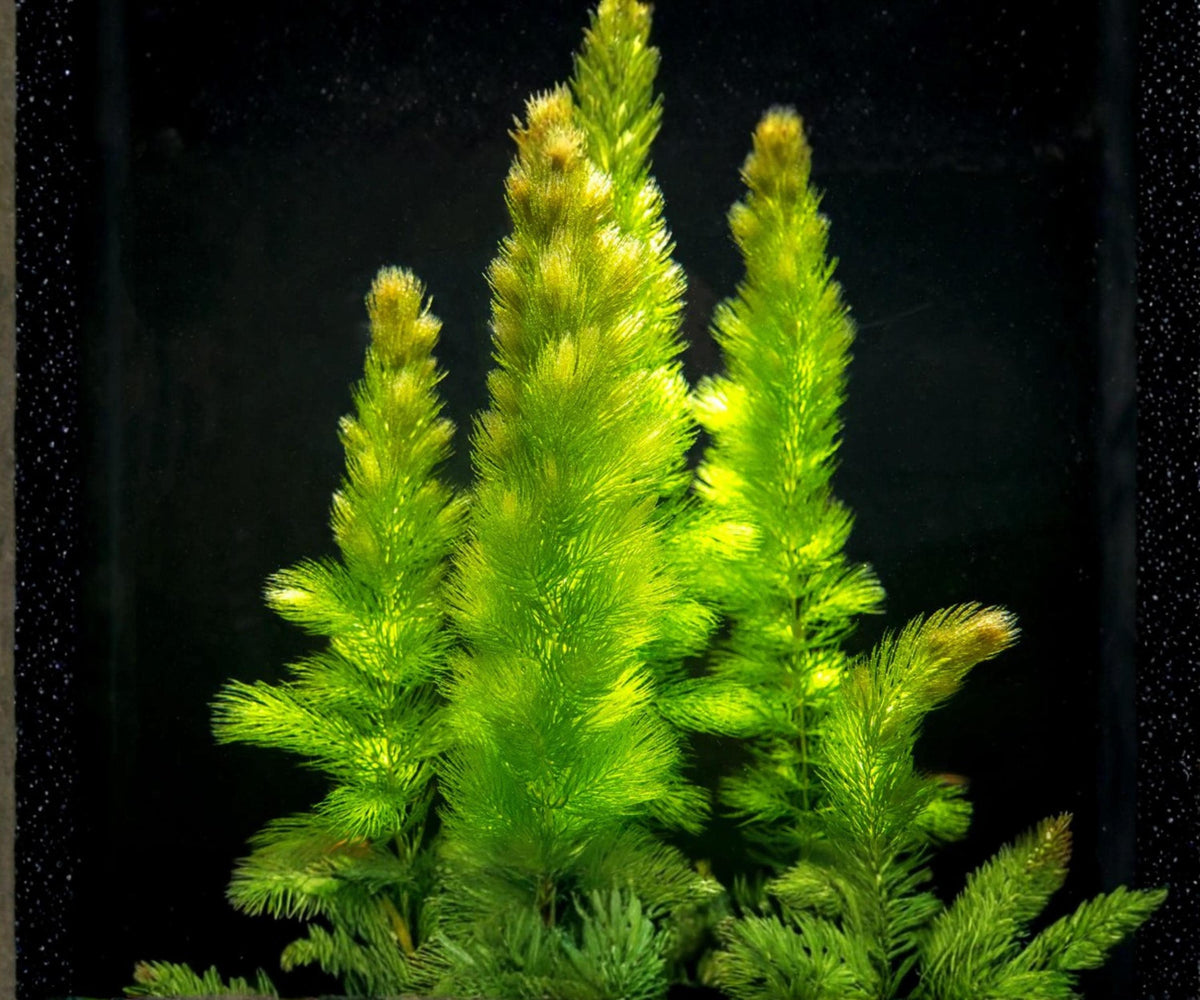 Hornwort Aquarium Plants 3 Pack, Live Freshwater Background, Fast Growing, Easy Care, Ceratophyllum demersum
