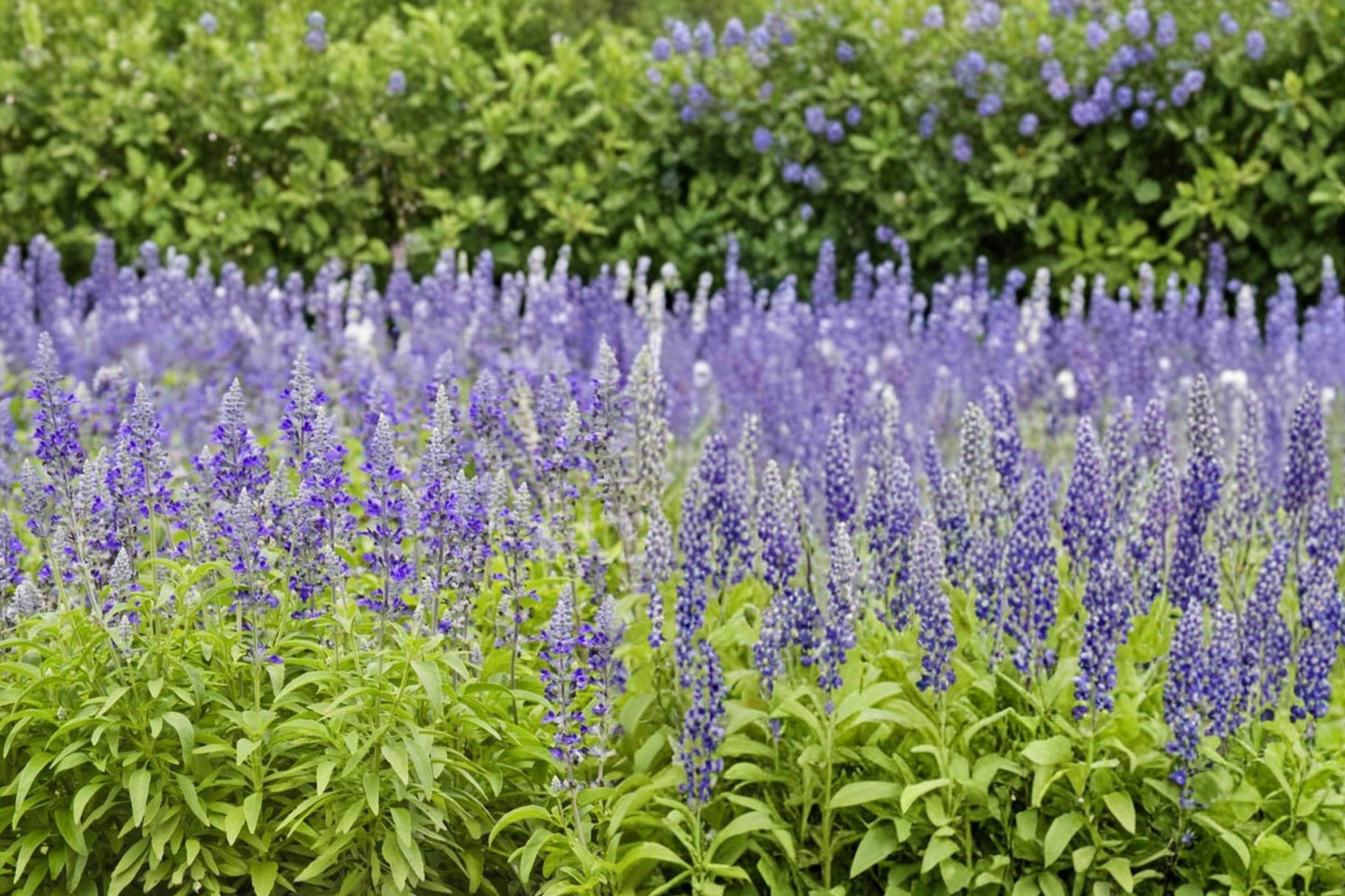 Blue Sage Seeds – Salvia farinacea, Blue to Violet Flowering Annual, Pollinator & Border Plant, Drought Tolerant