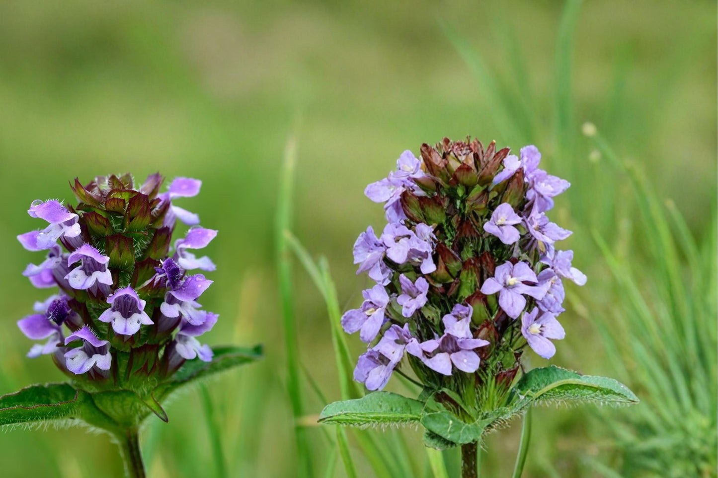 Heal All Seeds – Prunella vulgaris Wildflower Perennial Groundcover with Purple Flower Spikes, Pollinator Plant
