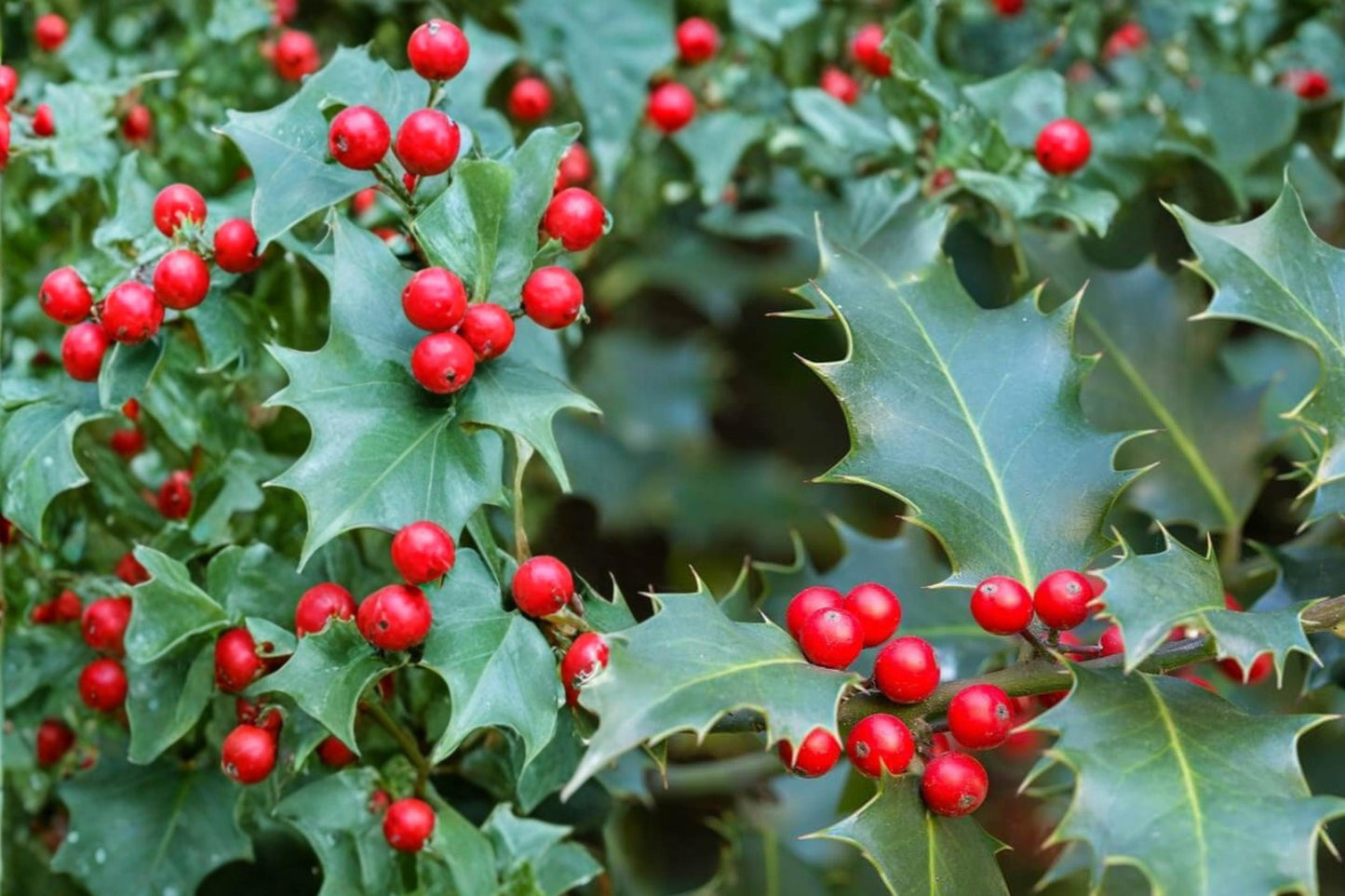 English Holly Seeds – Ilex aquifolium Evergreen Ornamental Tree with Red Berries, Spiny Foliage, Landscape, Hedge Plant