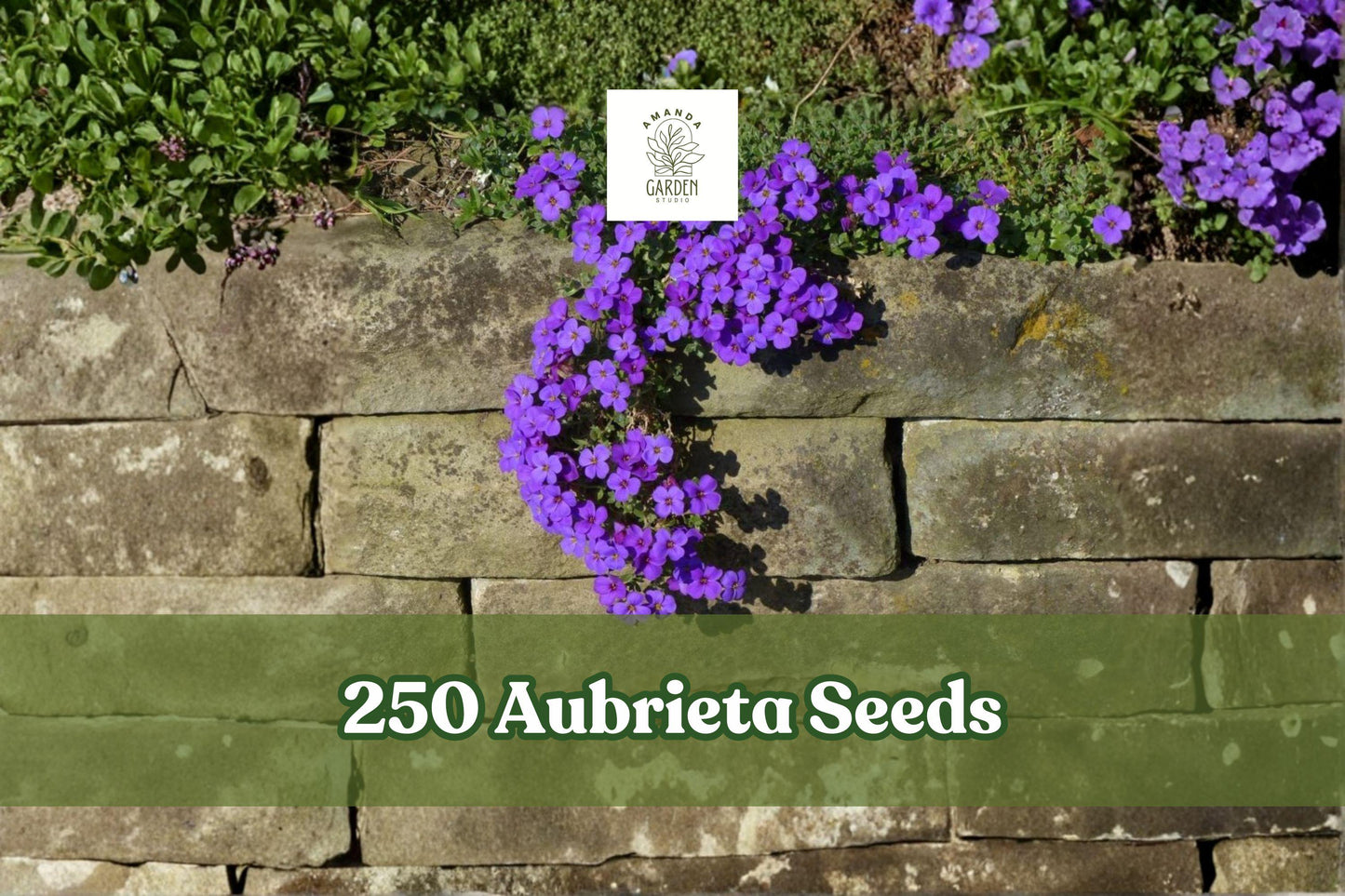 250 Aubrieta deltoidea Seeds - Purple Cascade Perennial Flower for Rock Gardens, Borders & Containers