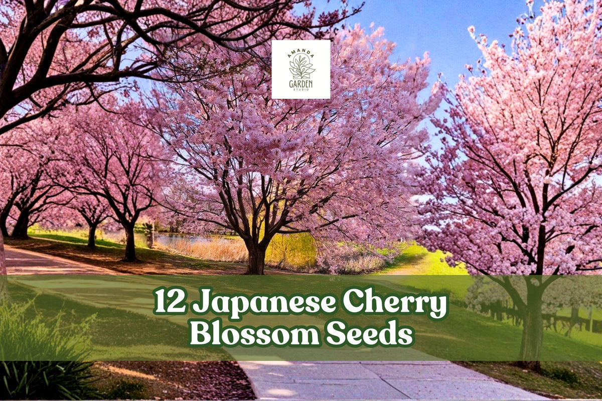 Japanese Cherry Blossom Seeds, Prunus serrulata, Pink Flowers, Ornamental Tree, Garden & Bonsai, 12 Seeds