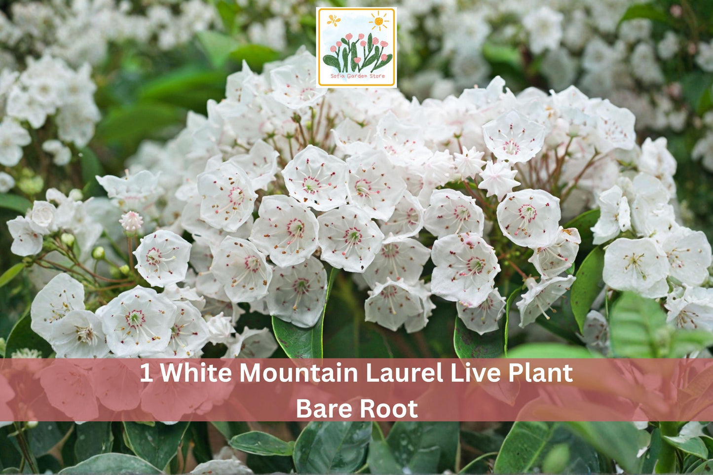 White Mountain Laurel Bare Root Live Plant – Kalmia latifolia Flowering Shrub for Garden, Landscape, Ornamental Outdoor Plant