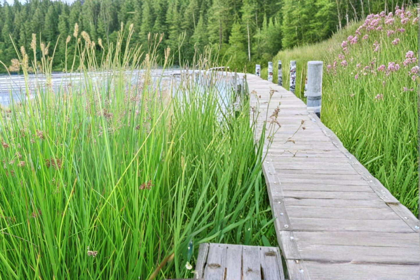Soft Rush Seeds – Juncus effusus Perennial Wetland Plant for Water Gardens & Pond Edges