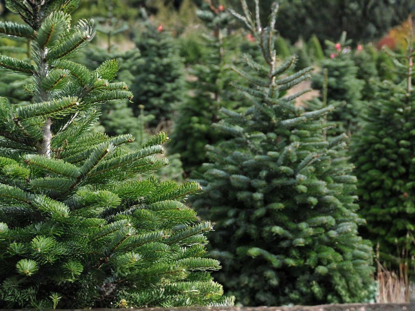 Live Norway Spruce Trees 2-3 ft | Evergreen Conifers for Hedges & Windbreaks | Picea abies