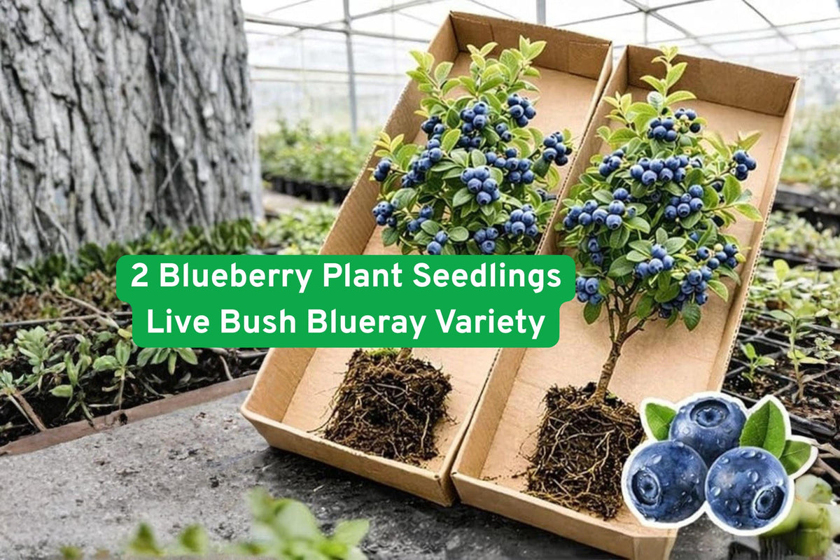 Blueberry Plant Seedlings – Blueray Variety, Live Bushes for Edible Garden & Landscaping, Vaccinium corymbosum