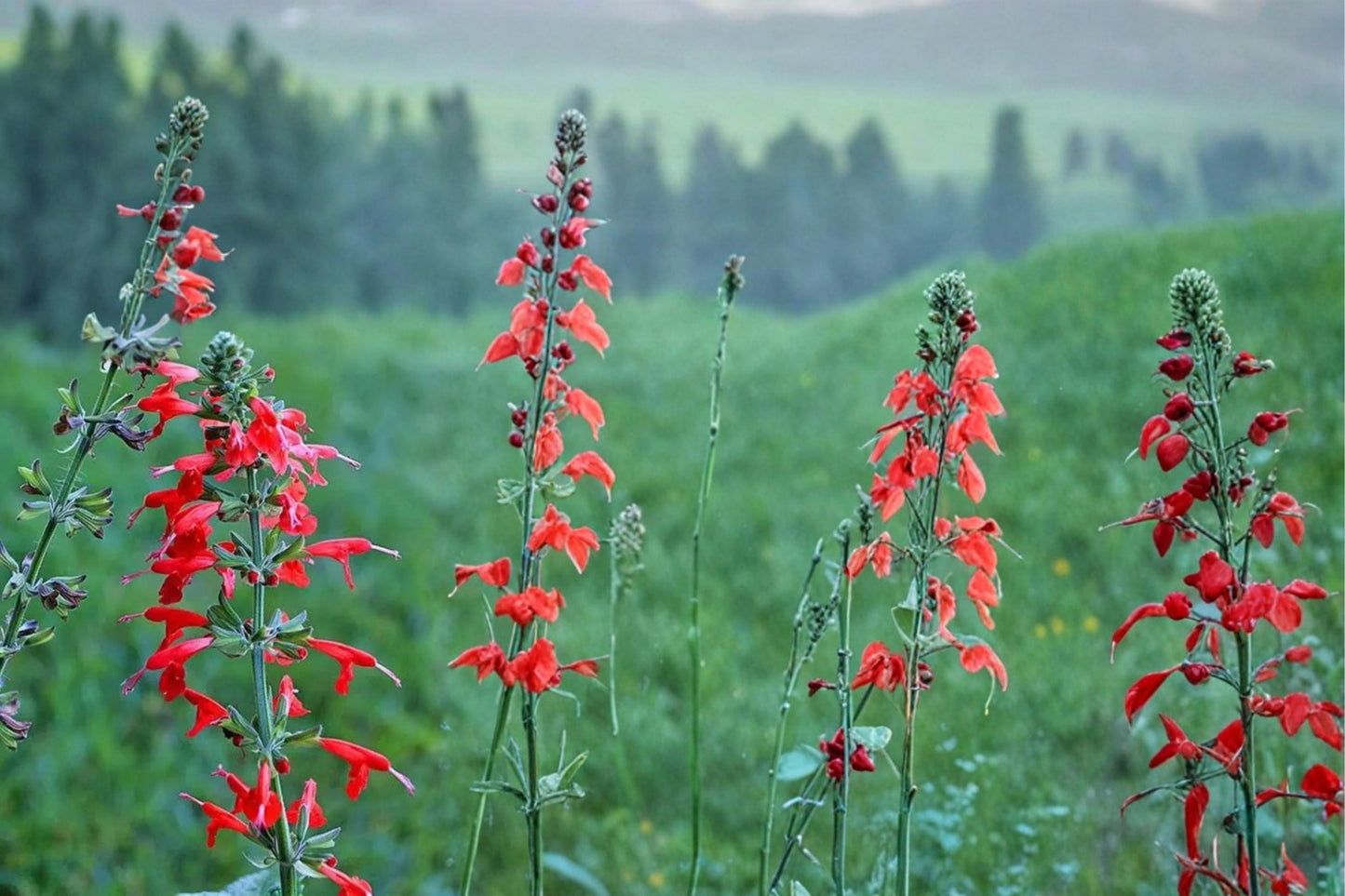 Scarlet Sage Seeds – Salvia coccinea, Bright Red Tubular Flowers, Pollinator & Garden Border Plant, Annual Flower Seed