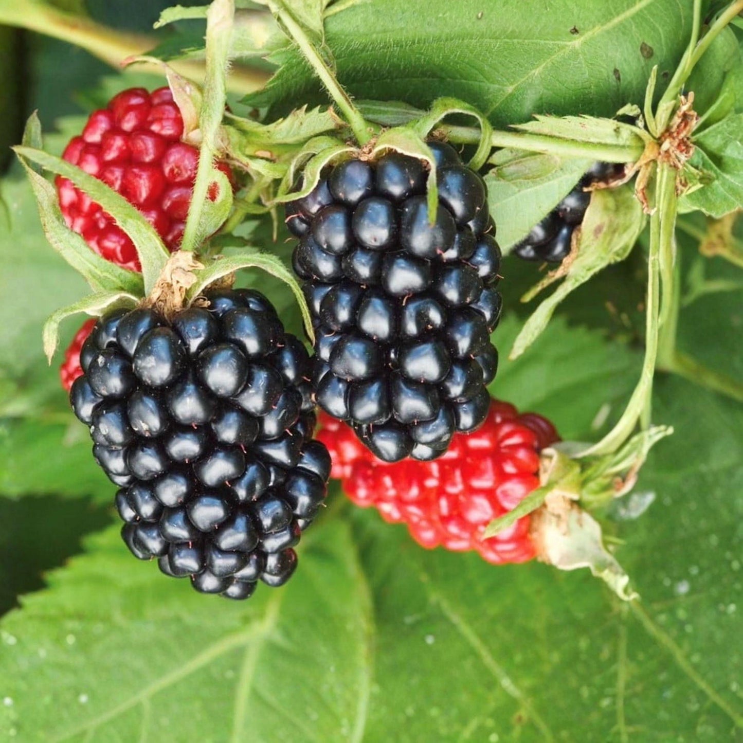Arapaho Thornless Blackberry Starter Plant – 6-10 Inches, Rooted, Dark Berries, Edible Fruit, Rubus fruticosus