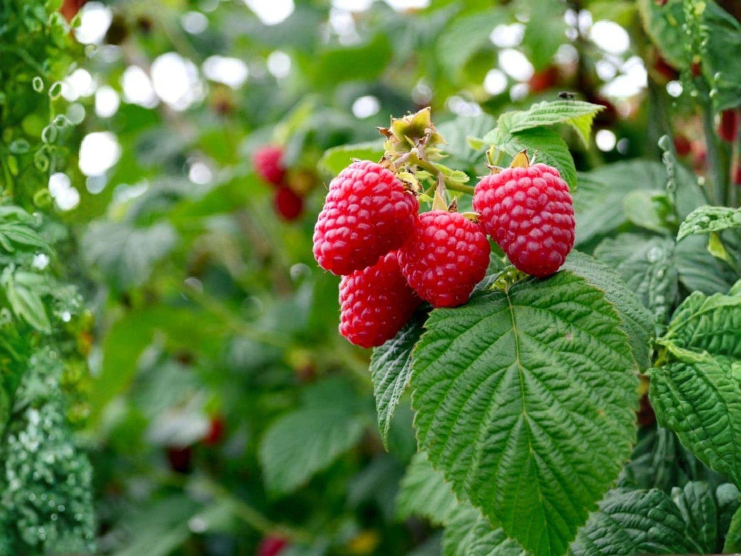 Red Raspberry Live Plants – 18–24 in Fruiting Cane Rubus idaeus for Garden Berry Patch