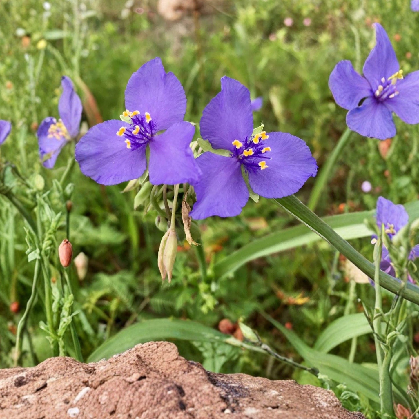 Western Spiderwort Seeds – Tradescantia occidentalis – Native Prairie Wildflower for Pollinator Gardens, 25 Seeds